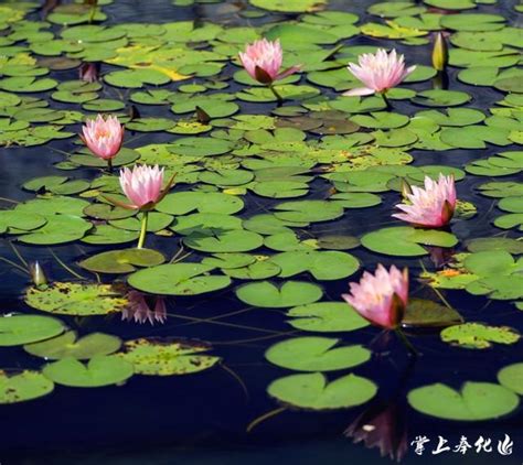 形容荷葉|水面清圓，一一風荷舉，等風也等你……20個荷花詩詞。